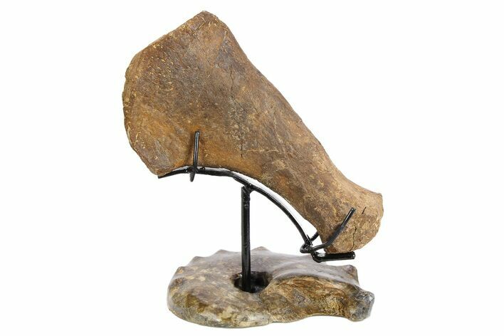 Plesiosaur Humerus Bone on Ammonite Stand - Asfla, Morocco #252373